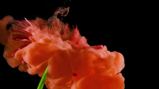 Siyah arka planda kırmızı renkli Gerbera Daisy çiçeği ve üzerine mavi akrilik boya püskürtüyor.. - Video, Çekim