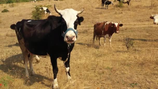 As vacas pastam no prado, onde a grama queimada do calor
. - Filmagem, Vídeo