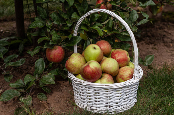 Red apples in a basket in autumn orchard. - 写真・画像