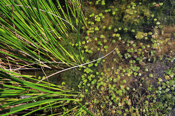lago selvagem flora
 - Foto, Imagem