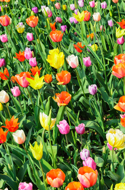 Tulips - Фото, зображення