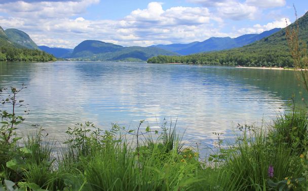 ボーヒニ湖の緑植物、スロベニア - 写真・画像