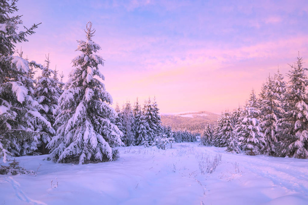 Luonnonvarainen alppimetsä peitetty tuoreella lumella
 - Valokuva, kuva
