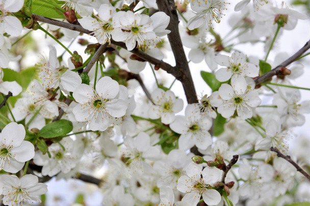 Cerisiers en fleurs
 - Photo, image