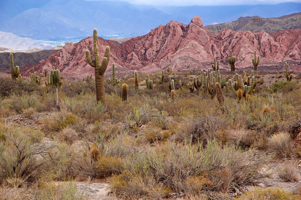 Cardon cactus at the Los Cardones National Park, Argentina - Photo, Image