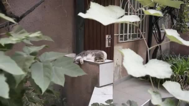 Μια τεμπέλα γάτα κοιμάται κάτω από τσαμπιά σταφυλιών. - Πλάνα, βίντεο