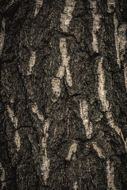 Close up nature view of bark tree on blurred texture in forest, wallpaper concept. - Fotoğraf, Görsel