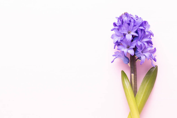 Flowers composition with hyacinths. Spring flowers on color back - Zdjęcie, obraz