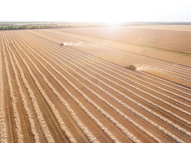 Combine harvesters in wheat field - 写真・画像
