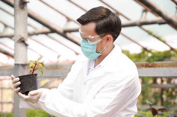 Male agricultural engineer working in greenhouse - Photo, Image
