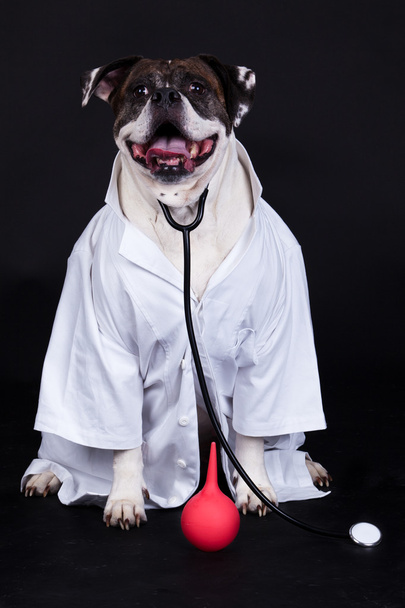 american bulldog on black background doctor - Fotoğraf, Görsel