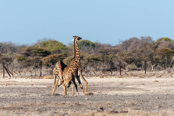 Борьба двух ангольских жирафов
 - Фото, изображение