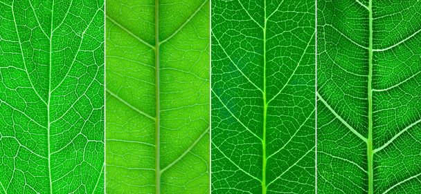 4 różne zielony liść zbliżenie - Zdjęcie, obraz