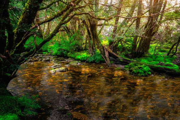 Belle rivière de ruisseau en forêt tropicale en Tasmanie
. - Photo, image