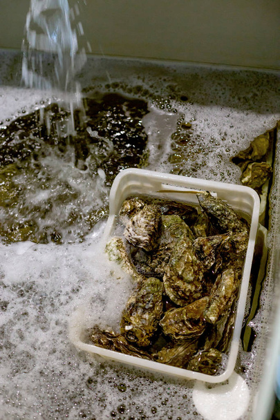 Lavado de ostras bajo el agua
. - Foto, imagen