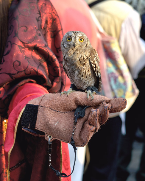 The Miniature Owl - Photo, Image
