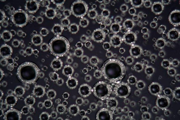 Vzduchové bubliny v povrchově aktivní kapalině pod mikroskopem a v polarizovaném světle - Fotografie, Obrázek