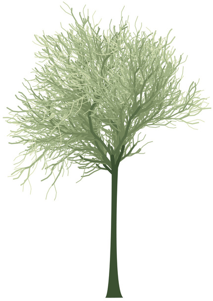 Kukkiva vihreä puu, vektori
 - Vektori, kuva