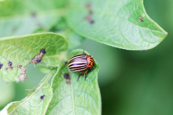  Colorado potato beetle (Leptinotarsa decemlineata) on a leaf of a potato plant - Photo, Image
