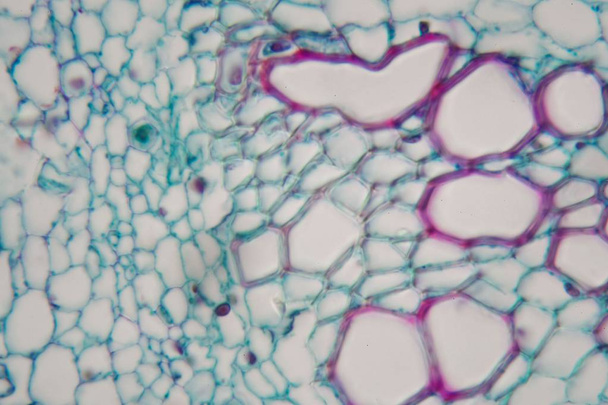 Фото мікроскопа крізь стебло соняшнику
. - Фото, зображення