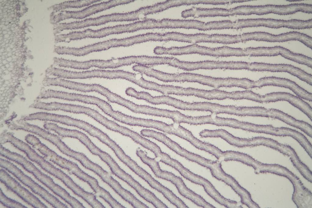 Coprinus-Pilz unter der Lupe - Foto, Bild