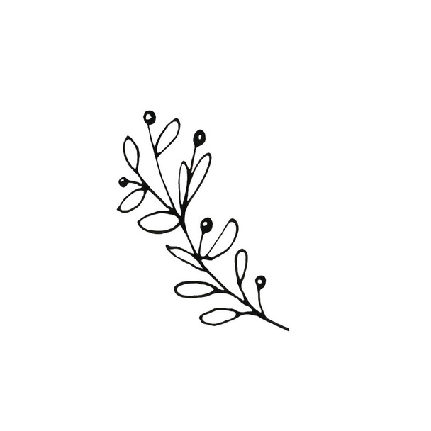 Ручная чернильная ботаническая иллюстрация дикой ветви на белом фоне. Дизайн для приглашений, свадебных или поздравительных открыток
 - Фото, изображение