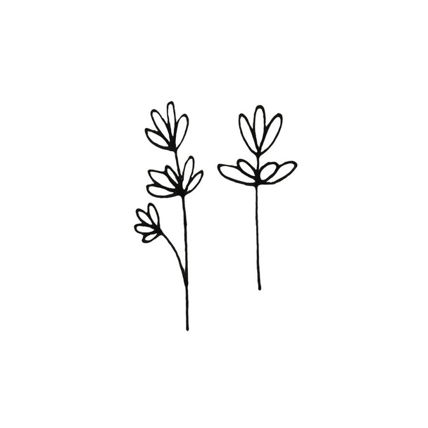 Hand drawn ink botanical illustration  of set wild branches isolated on white background. Design for invitation, wedding or greeting cards - Foto, Imagem