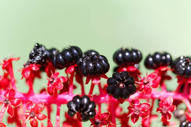 Indian poke berries (Phytolacca acinosa) - Photo, Image
