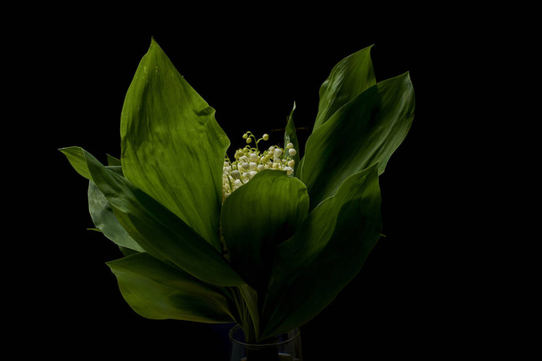 Lilies of the valley on black background - Foto, immagini