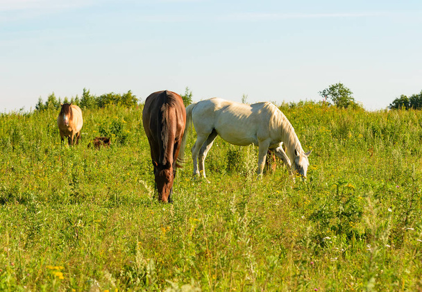 Horse on open pasture.  - Photo, Image