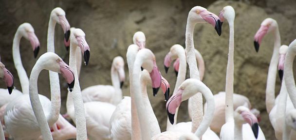 Grupo de Phoenicopterus rubers vulgarmente conhecido como Greater Flamingos
 - Foto, Imagem