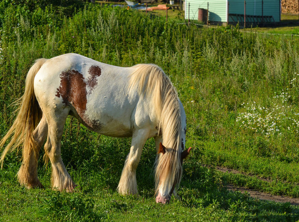 Лошадь на открытом пастбище
.  - Фото, изображение