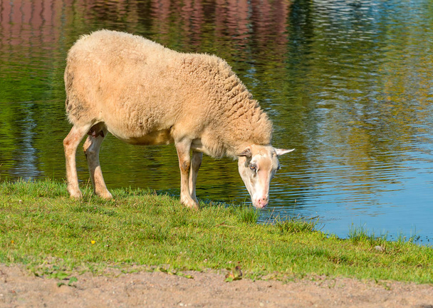 Schafe auf einer Weide  - Foto, Bild
