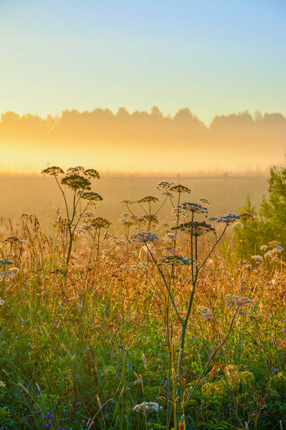 Літній світанку
  - Фото, зображення