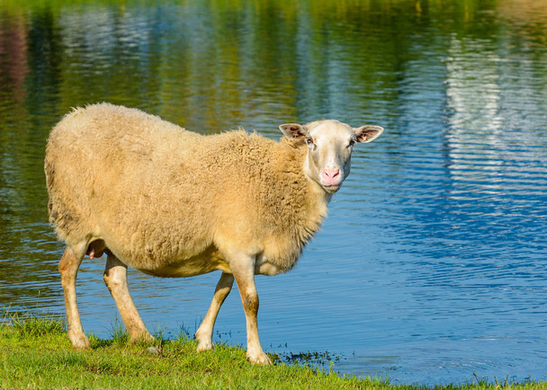 Schafe auf einer Weide  - Foto, Bild