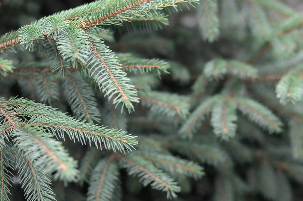 Sinisen tai piikikäs kuusen oksat Picea pungens sulkeutuvat ulkona
 - Valokuva, kuva