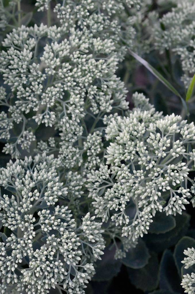 緑と花のヒロテレヒウムテレヒウム白い花の多く - 写真・画像