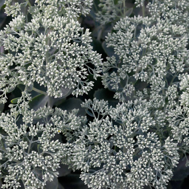 Un sacco di fioritura Hylotelephium telephium fiori bianchi con verde
 - Foto, immagini