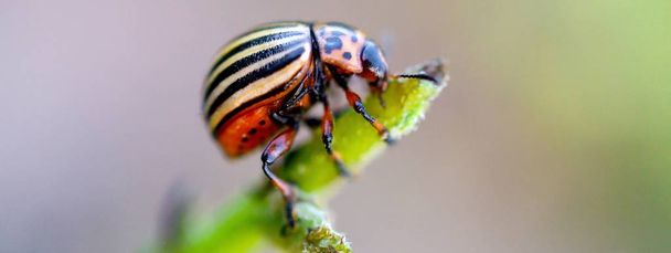 Colorado potato beetle Leptinotarsa decemlineata crawling on pot - Photo, Image