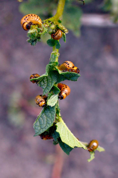 Les larves du doryphore de la pomme de terre mangent des feuilles de jeunes pommes de terre
 - Photo, image