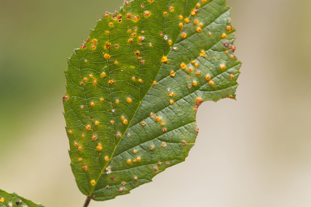 Folhas de um arbusto de amora-preta com o patógeno de fábrica Kuehneola uredines
 - Foto, Imagem
