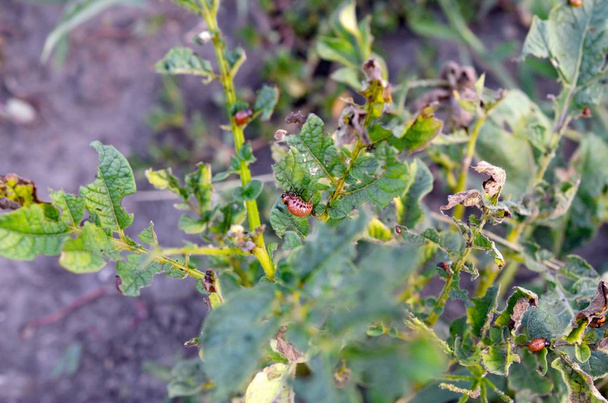 Colorado ziemniak chrząszcz larwy jeść liść młodego ziemniaka - Zdjęcie, obraz