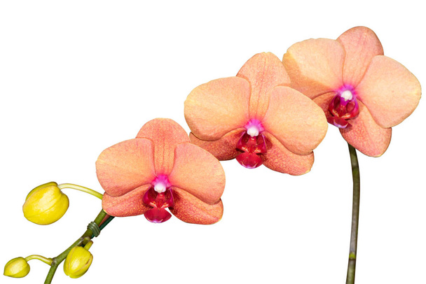 uzavřít kvetoucí bílou orchideu izolovanou na bílém pozadí. - Fotografie, Obrázek