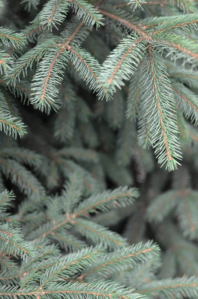 Branches of Blue or prickly spruce Picea pungens close up outdoors - Photo, Image