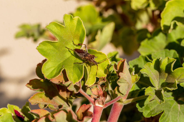 Maatalouden tuholaisten metsä amerikkalainen bugi istuu kasvin lehdellä. Hyönteisten tuholaisia, hengenvaarallisia vikoja
 - Valokuva, kuva