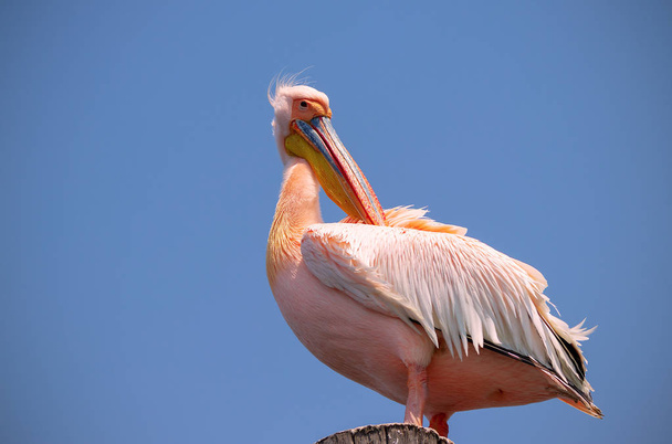 Grote witte Afrikaanse pelikaan vogel zittend op een balk tegen een heldere blauwe hemel. Onderste weergave - Foto, afbeelding