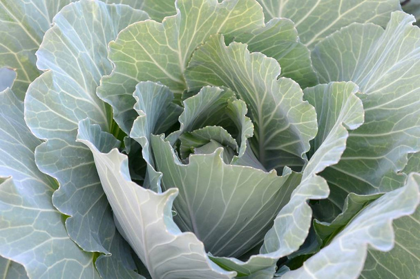 Chou vert mûrissant tête poussant dans la ferme de légumes
 - Photo, image