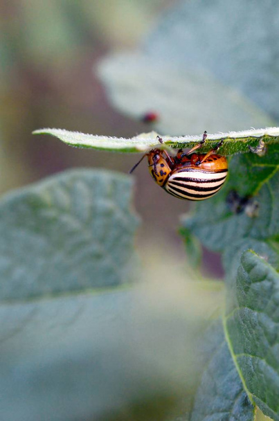 Colorado potato beetle Leptinotarsa decemlineata crawling on pot - Photo, Image