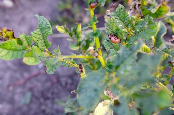 Colorado kever larven eten blad van jonge aardappel - Foto, afbeelding