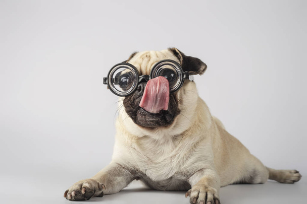 divertido pug con nerd gafas lamiendo su gafas
 - Foto, Imagen